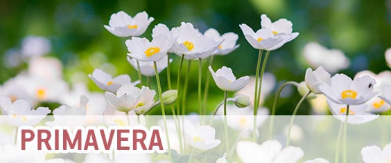 Primavera #inset